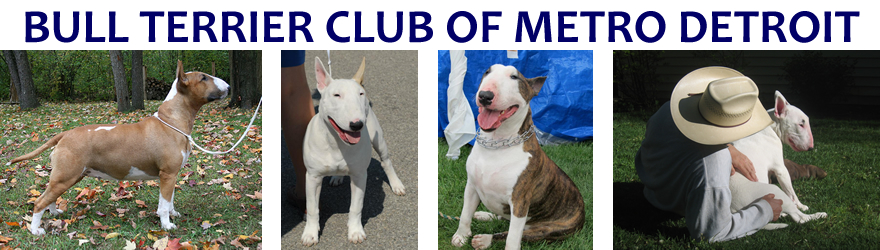 Welcome to the Bull Terrier 
Club of Metro Detroit website!!