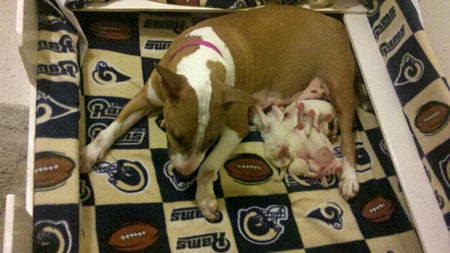 Marley and her pups